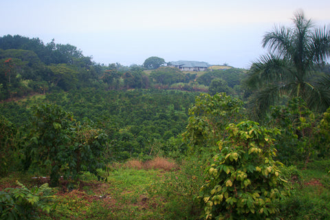 Where is your coffee grown?